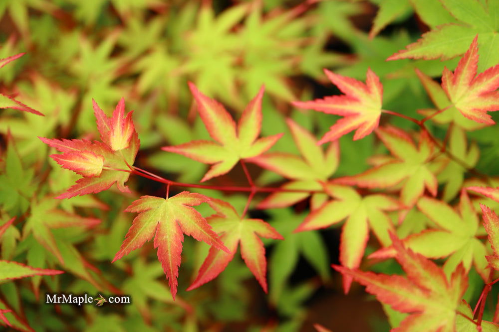 '- Acer palmatum 'Kiyohime' Dwarf Japanese Maple - Mr Maple │ Buy Japanese Maple Trees