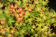 '- Acer palmatum 'Kiyohime' Dwarf Japanese Maple - Mr Maple │ Buy Japanese Maple Trees