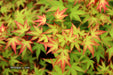 '- Acer palmatum 'Kiyohime' Dwarf Japanese Maple - Mr Maple │ Buy Japanese Maple Trees