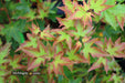 '- Acer palmatum 'Kiyohime' Dwarf Japanese Maple - Mr Maple │ Buy Japanese Maple Trees