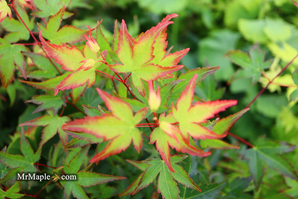 '- Acer palmatum 'Kiyohime' Dwarf Japanese Maple - Mr Maple │ Buy Japanese Maple Trees