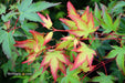 '- Acer palmatum 'Kiyohime' Dwarf Japanese Maple - Mr Maple │ Buy Japanese Maple Trees