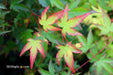 '- Acer palmatum 'Kiyohime' Dwarf Japanese Maple - Mr Maple │ Buy Japanese Maple Trees