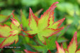 '- Acer palmatum 'Kiyohime' Dwarf Japanese Maple - Mr Maple │ Buy Japanese Maple Trees