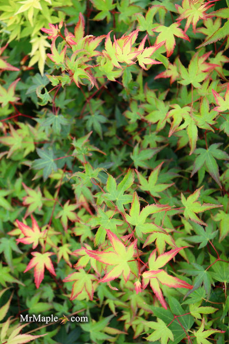 '- Acer palmatum 'Kiyohime' Dwarf Japanese Maple - Mr Maple │ Buy Japanese Maple Trees