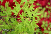 - Acer palmatum 'Ko chidori' Japanese Maple - Mr Maple │ Buy Japanese Maple Trees