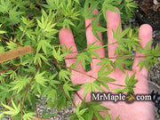 - Acer palmatum 'Ko chidori' Japanese Maple - Mr Maple │ Buy Japanese Maple Trees