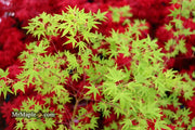 - Acer palmatum 'Ko chidori' Japanese Maple - Mr Maple │ Buy Japanese Maple Trees