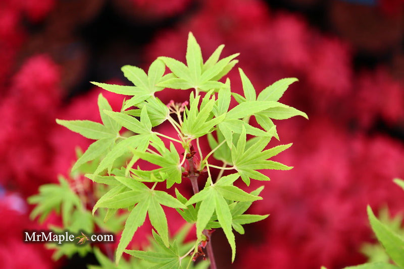 - Acer palmatum 'Ko chidori' Japanese Maple - Mr Maple │ Buy Japanese Maple Trees