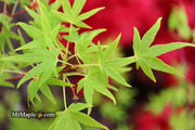 - Acer palmatum 'Ko chidori' Japanese Maple - Mr Maple │ Buy Japanese Maple Trees
