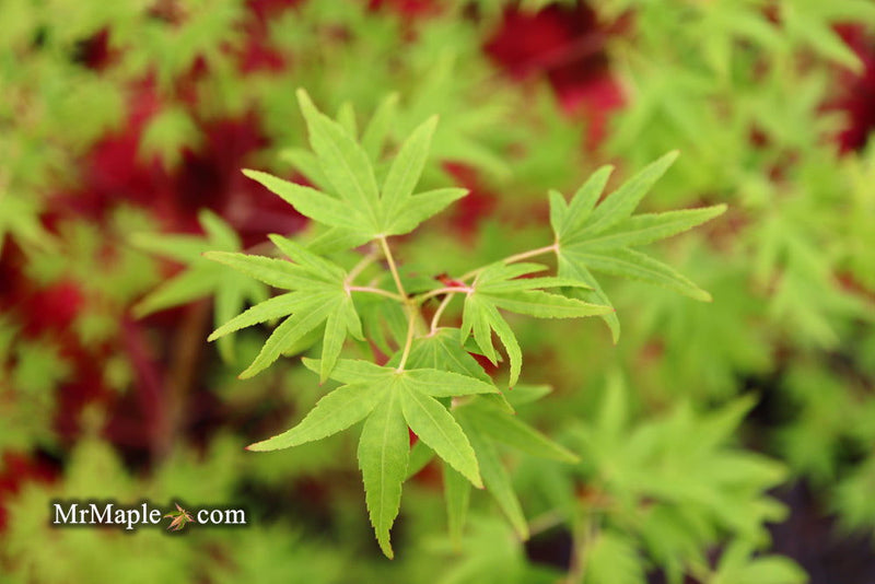 - Acer palmatum 'Ko chidori' Japanese Maple - Mr Maple │ Buy Japanese Maple Trees