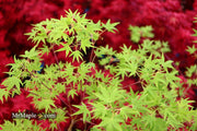 - Acer palmatum 'Ko chidori' Japanese Maple - Mr Maple │ Buy Japanese Maple Trees