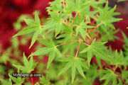 - Acer palmatum 'Ko chidori' Japanese Maple - Mr Maple │ Buy Japanese Maple Trees