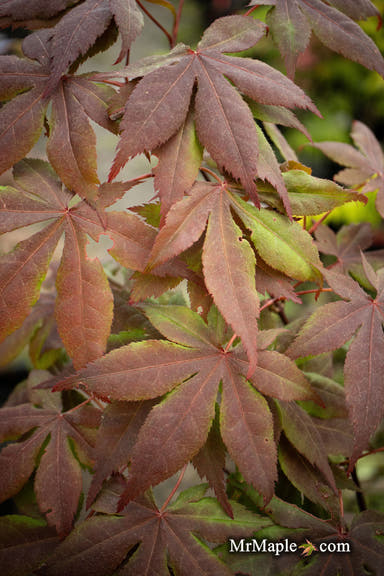 - Acer palmatum 'Koba shojo' Small Red Japanese Maple - Mr Maple │ Buy Japanese Maple Trees
