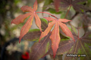 - Acer palmatum 'Koba shojo' Small Red Japanese Maple - Mr Maple │ Buy Japanese Maple Trees