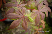 - Acer palmatum 'Koba shojo' Small Red Japanese Maple - Mr Maple │ Buy Japanese Maple Trees