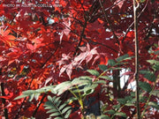 - Acer palmatum 'Koba shojo' Small Red Japanese Maple - Mr Maple │ Buy Japanese Maple Trees