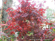 - Acer palmatum 'Koba shojo' Small Red Japanese Maple - Mr Maple │ Buy Japanese Maple Trees
