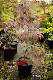 - Acer palmatum 'Koba shojo' Small Red Japanese Maple - Mr Maple │ Buy Japanese Maple Trees