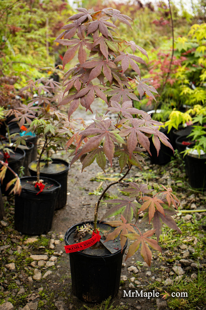 - Acer palmatum 'Koba shojo' Small Red Japanese Maple - Mr Maple │ Buy Japanese Maple Trees