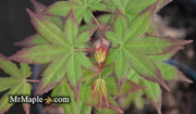 - Acer palmatum 'Kogane sakae' Japanese Maple - Mr Maple │ Buy Japanese Maple Trees