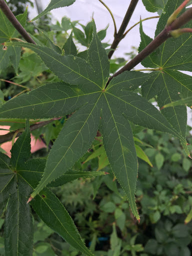 - Acer palmatum 'Kokyo' Japanese Maple - Mr Maple │ Buy Japanese Maple Trees