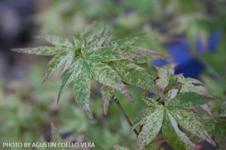 - Acer palmatum 'Komon nishiki' Japanese Maple - Mr Maple │ Buy Japanese Maple Trees