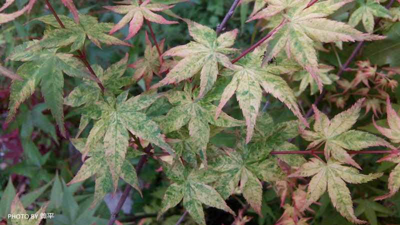 - Acer palmatum 'Komon nishiki' Japanese Maple - Mr Maple │ Buy Japanese Maple Trees