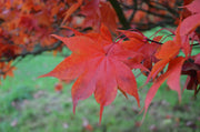 - Acer palmatum 'Korean Gem' Japanese Maple - Mr Maple │ Buy Japanese Maple Trees