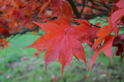 - Acer palmatum 'Korean Gem' Japanese Maple - Mr Maple │ Buy Japanese Maple Trees