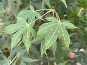 - Acer palmatum 'Korean Gem' Japanese Maple - Mr Maple │ Buy Japanese Maple Trees