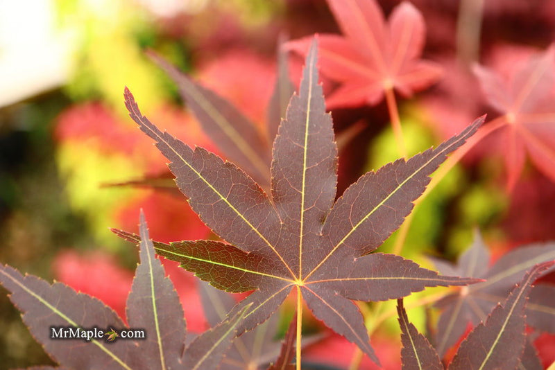 - Acer palmatum 'Koriba' Japanese Maple - Mr Maple │ Buy Japanese Maple Trees