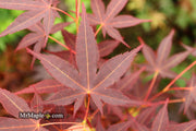 - Acer palmatum 'Koriba' Japanese Maple - Mr Maple │ Buy Japanese Maple Trees