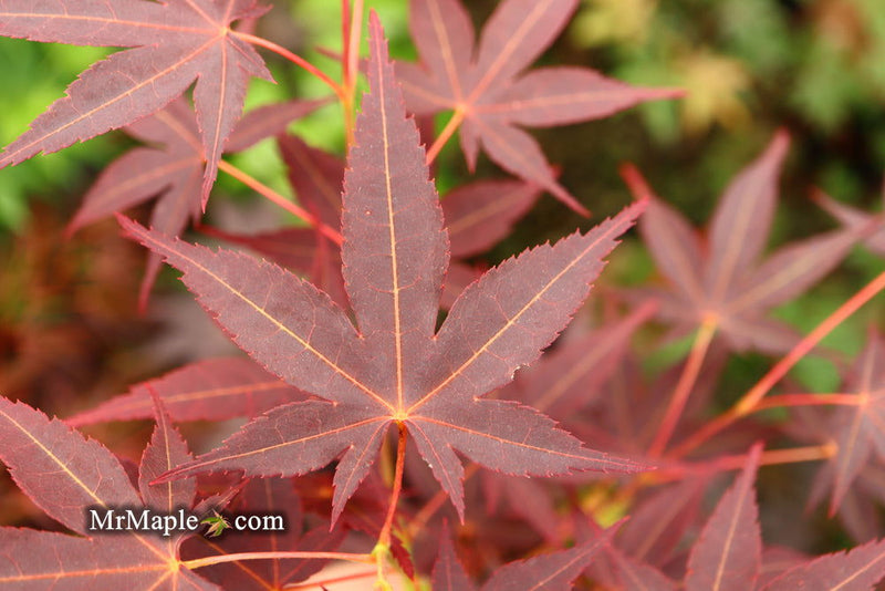 - Acer palmatum 'Koriba' Japanese Maple - Mr Maple │ Buy Japanese Maple Trees