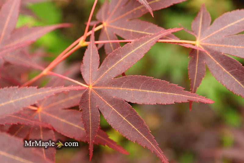 - Acer palmatum 'Koriba' Japanese Maple - Mr Maple │ Buy Japanese Maple Trees