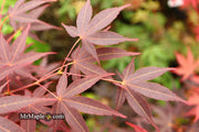- Acer palmatum 'Koriba' Japanese Maple - Mr Maple │ Buy Japanese Maple Trees
