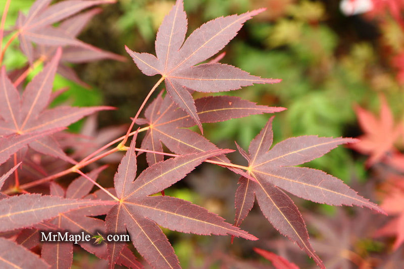 - Acer palmatum 'Koriba' Japanese Maple - Mr Maple │ Buy Japanese Maple Trees