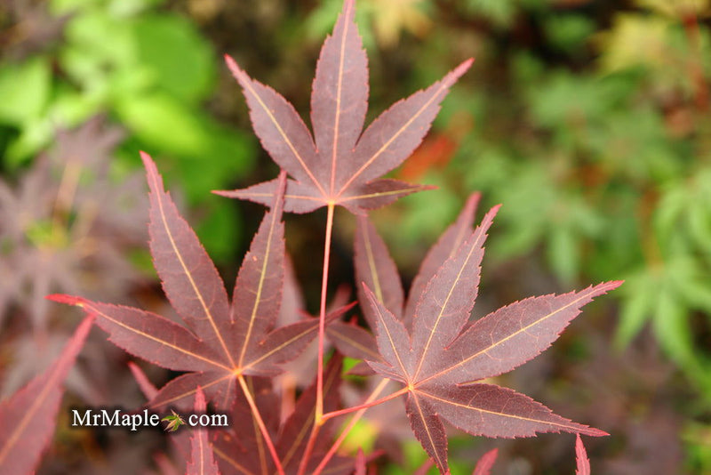 - Acer palmatum 'Koriba' Japanese Maple - Mr Maple │ Buy Japanese Maple Trees