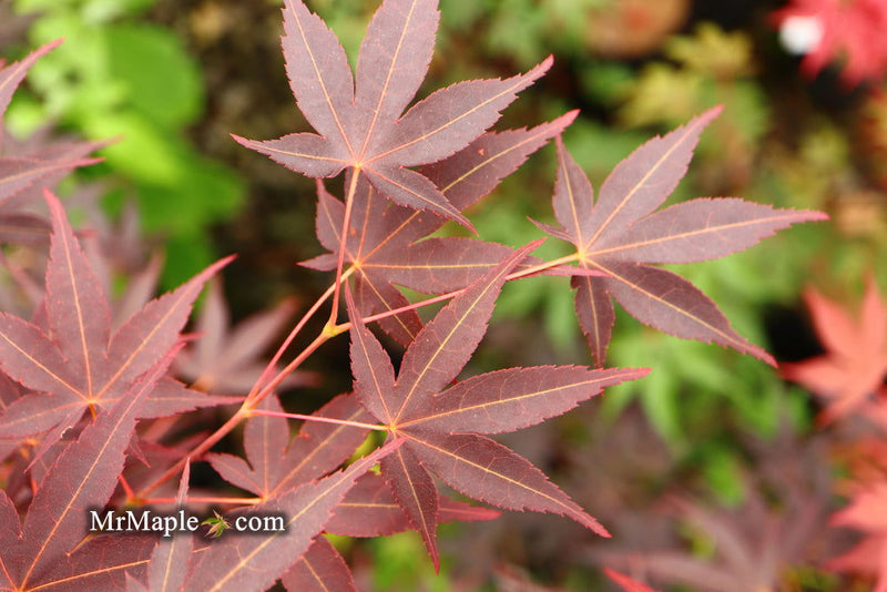 - Acer palmatum 'Koriba' Japanese Maple - Mr Maple │ Buy Japanese Maple Trees