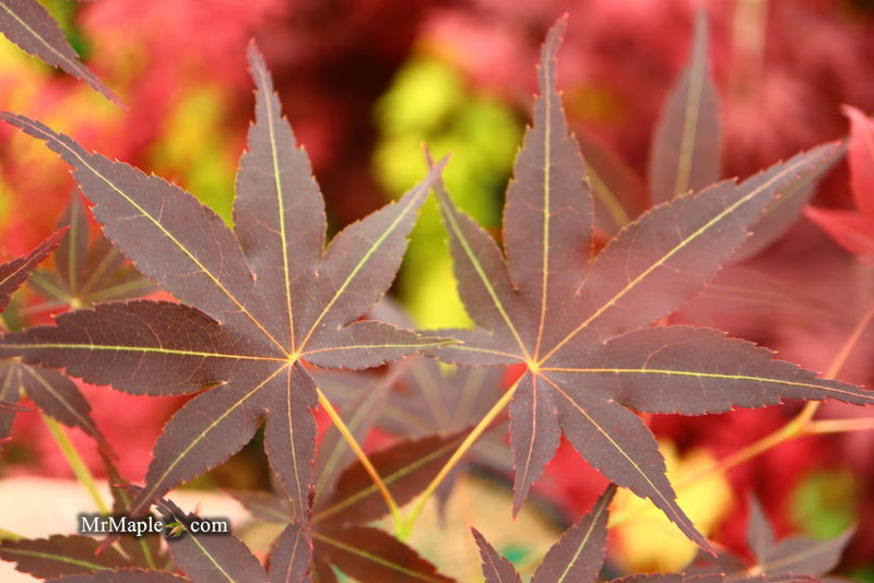 - Acer palmatum 'Koriba' Japanese Maple - Mr Maple │ Buy Japanese Maple Trees
