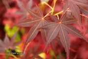 - Acer palmatum 'Koriba' Japanese Maple - Mr Maple │ Buy Japanese Maple Trees