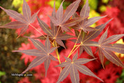 - Acer palmatum 'Koriba' Japanese Maple - Mr Maple │ Buy Japanese Maple Trees