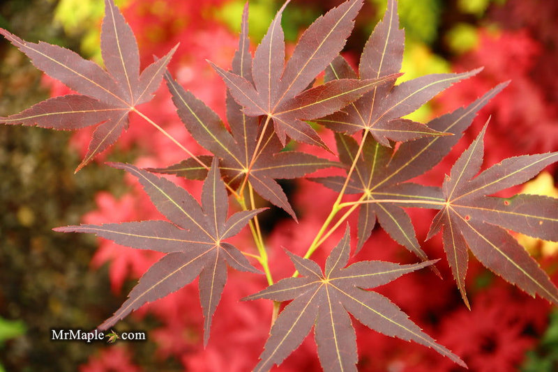 - Acer palmatum 'Koriba' Japanese Maple - Mr Maple │ Buy Japanese Maple Trees