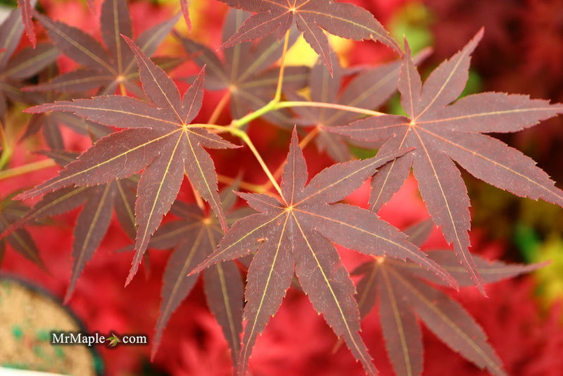 - Acer palmatum 'Koriba' Japanese Maple - Mr Maple │ Buy Japanese Maple Trees