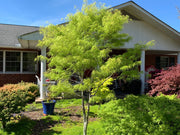 - Acer palmatum 'Koto-no-ito' Japanese Maple - Mr Maple │ Buy Japanese Maple Trees