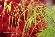 - Acer palmatum 'Koto-no-ito' Japanese Maple - Mr Maple │ Buy Japanese Maple Trees