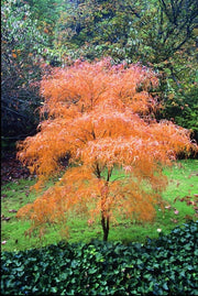 - Acer palmatum 'Koto-no-ito' Japanese Maple - Mr Maple │ Buy Japanese Maple Trees