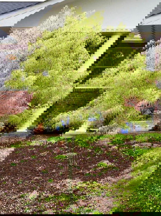 - Acer palmatum 'Koto-no-ito' Japanese Maple - Mr Maple │ Buy Japanese Maple Trees