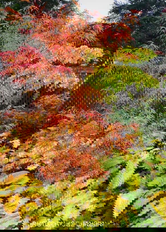 - Acer palmatum 'Koto-no-ito' Japanese Maple - Mr Maple │ Buy Japanese Maple Trees