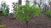 - Acer palmatum 'Koto-no-ito' Japanese Maple - Mr Maple │ Buy Japanese Maple Trees